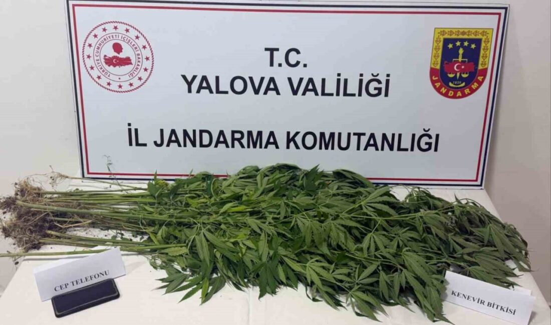 Yalova’da jandarma tarafından düzenlenen uyuşturucu operasyonlarında 3 şüpheli gözaltına alındı.