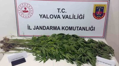 Yalova’da jandarma tarafından düzenlenen uyuşturucu operasyonlarında 3 şüpheli gözaltına alındı.