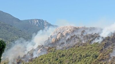 Bursa’nın Kestel ilçesinde Uludağ’ın eteklerindeki çam ormanlarında sabah saatlerinde aynı