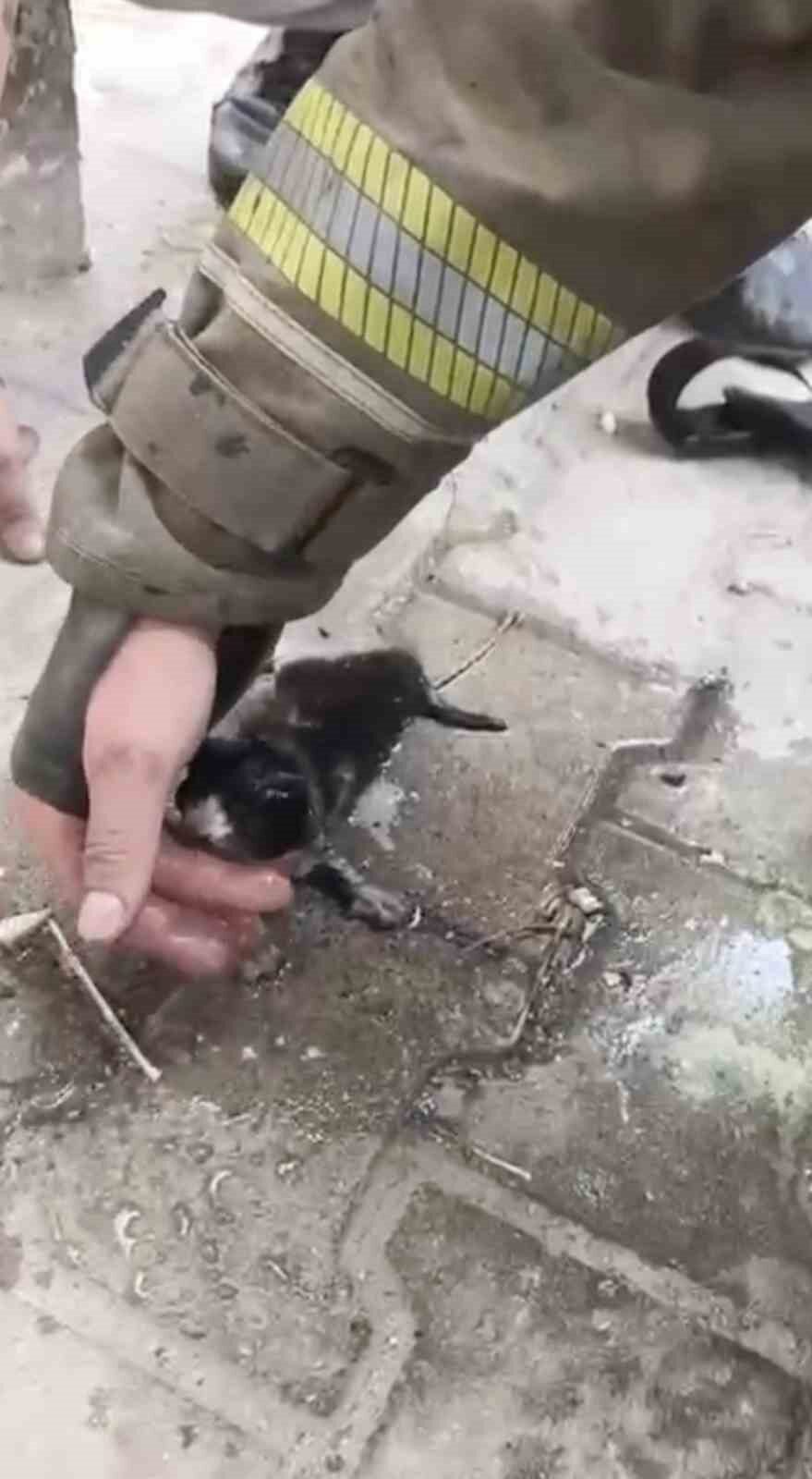 Yangında su ve oksijen verilen yavru kedi hayata döndürüldü 14 Bülten Medya -