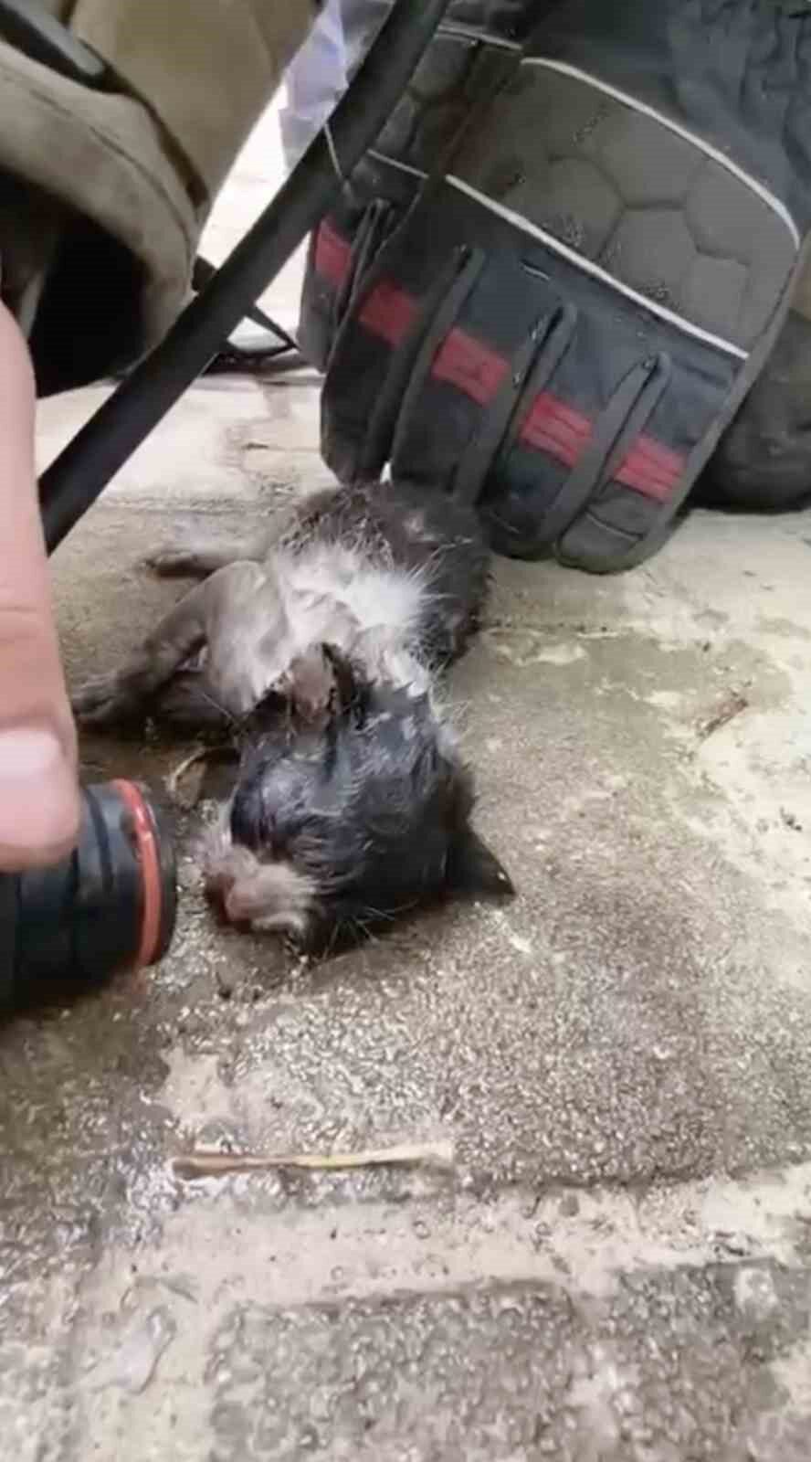 Yangında su ve oksijen verilen yavru kedi hayata döndürüldü 16 Bülten Medya -