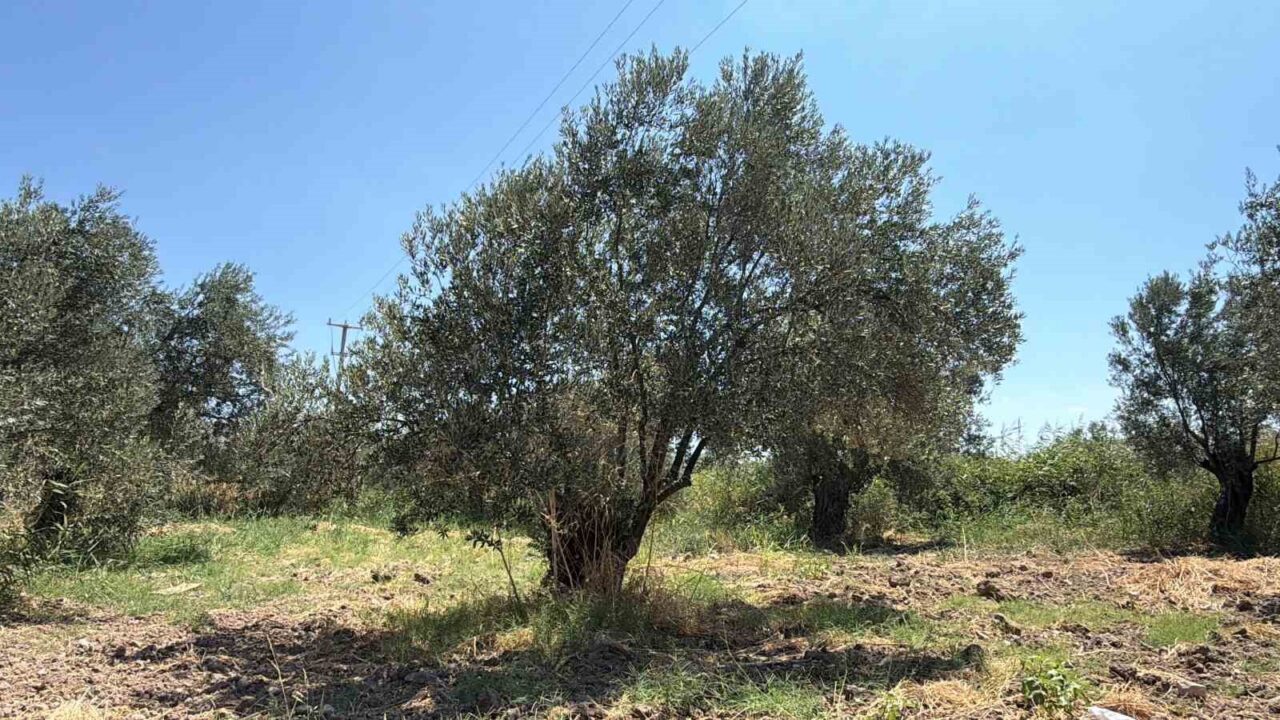 Zeytin hasadı bu yıl 20 gün erken başlayabilir 19 Bülten Medya -