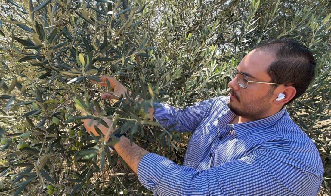 Zeytin hasadı bu yıl 20 gün erken başlayabilir Ayvalık Ticaret Odası Genç Girişimciler Kurulu Başkanı, Zeytin ve zeytinyağı