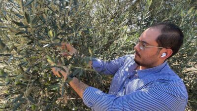 Ayvalık Ticaret Odası Genç Girişimciler Kurulu Başkanı, Zeytin ve zeytinyağı