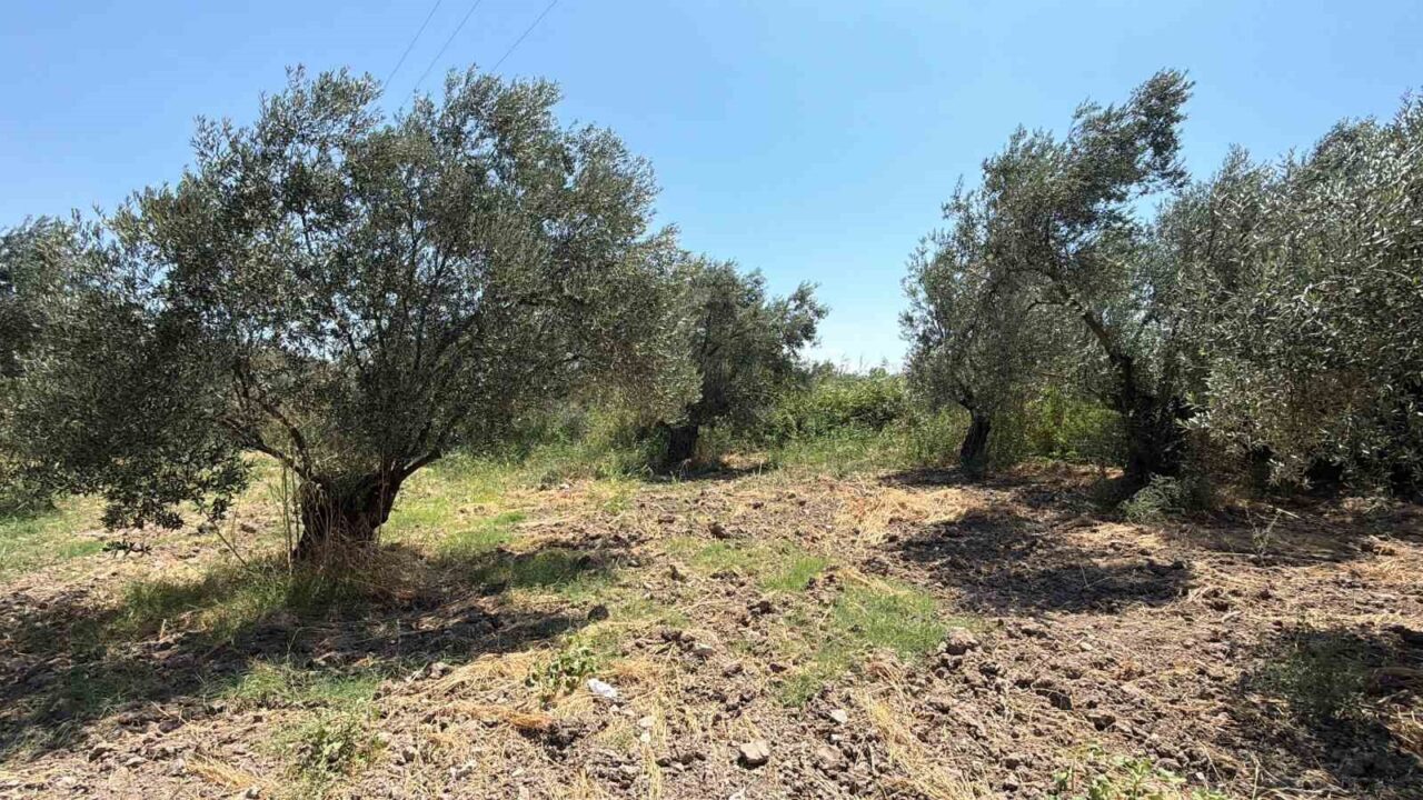 Zeytin hasadı bu yıl 20 gün erken başlayabilir 18 Bülten Medya -