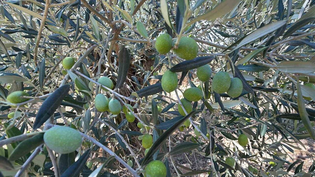 Zeytin hasadı bu yıl 20 gün erken başlayabilir 17 Bülten Medya -