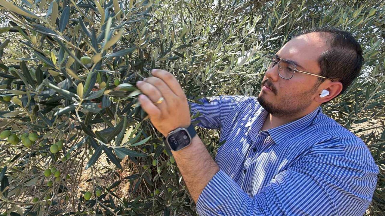 Zeytin hasadı bu yıl 20 gün erken başlayabilir 16 Bülten Medya -
