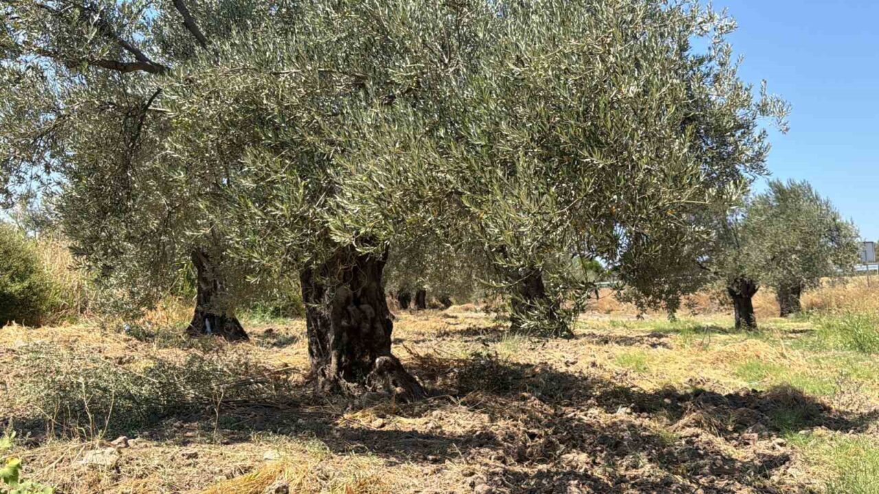 Zeytin hasadı bu yıl 20 gün erken başlayabilir 20 Bülten Medya -
