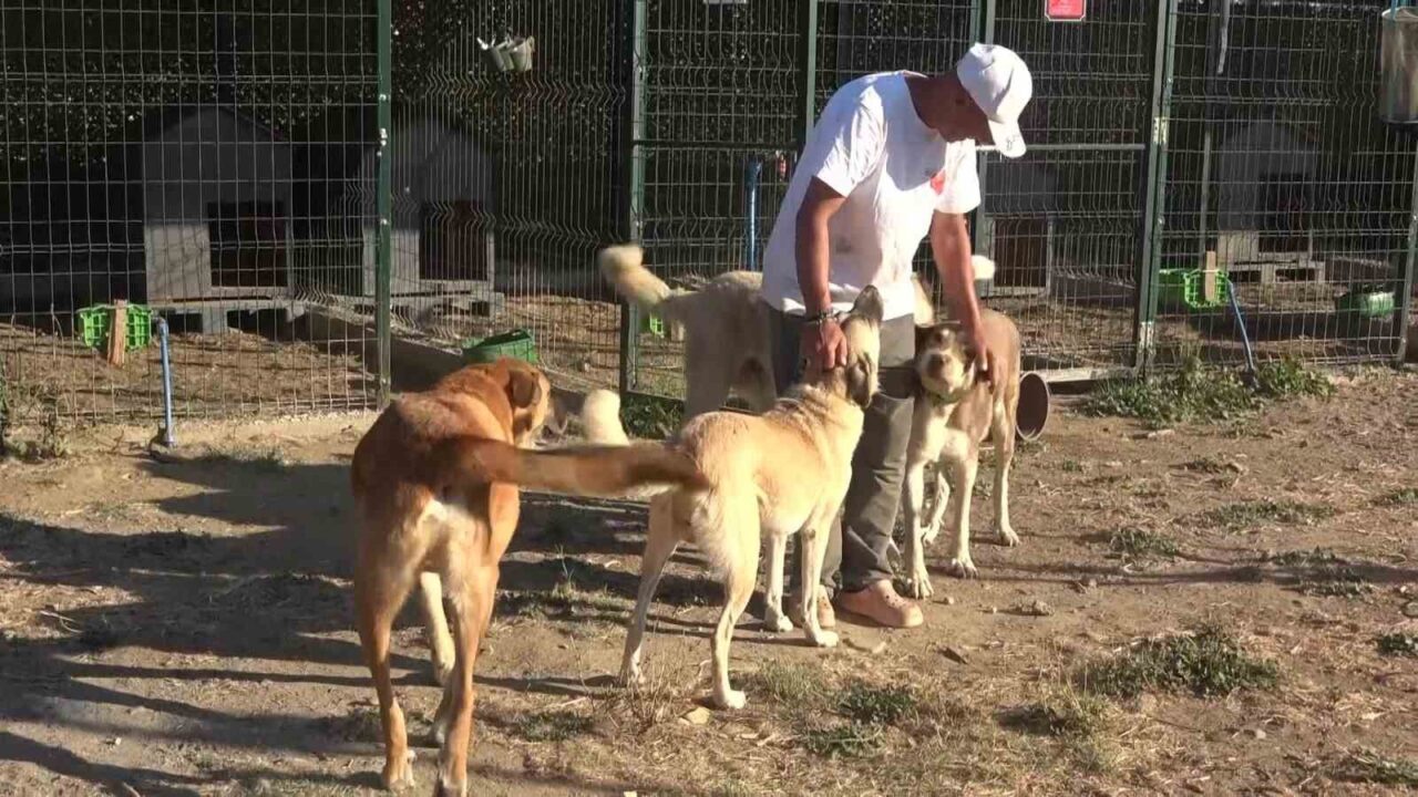 18 yıllık gönüllülük, 4,5 dönümlük yaşam evine dönüştü...130 cana yuva oldular 30 Bülten Medya -