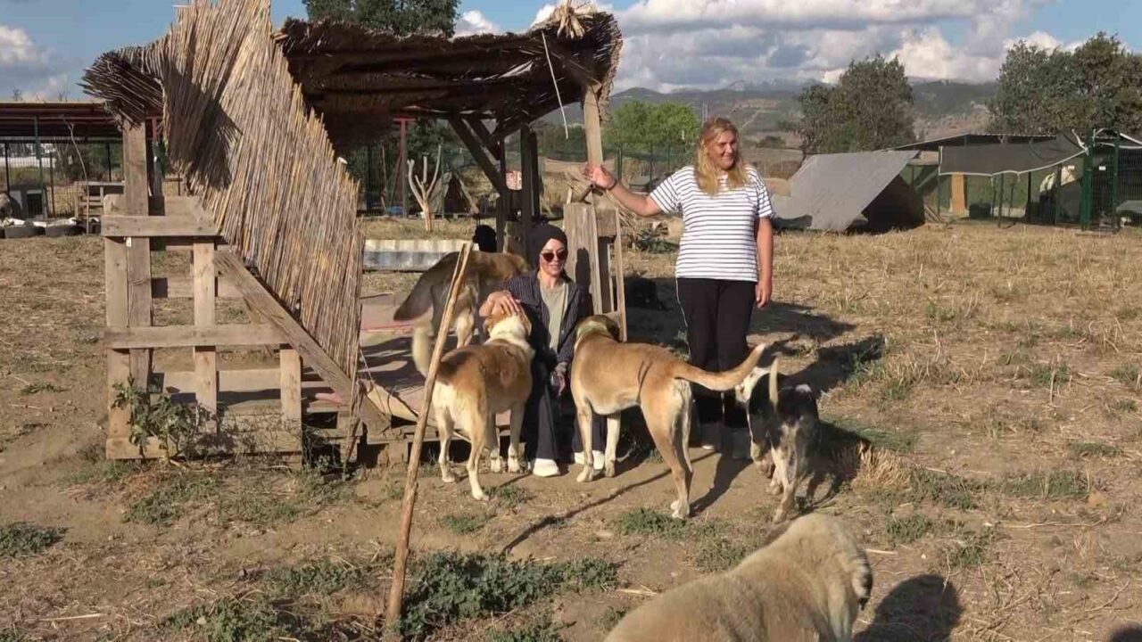 18 yıllık gönüllülük, 4,5 dönümlük yaşam evine dönüştü...130 cana yuva oldular 31 Bülten Medya -