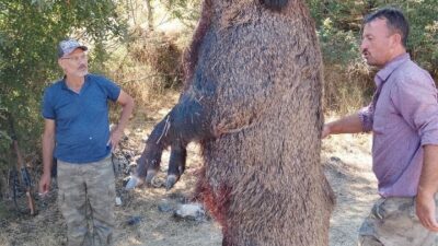 Bilecik’te dün avcılar tarafından vurulan 285 kiloluk dev domuz görenleri
