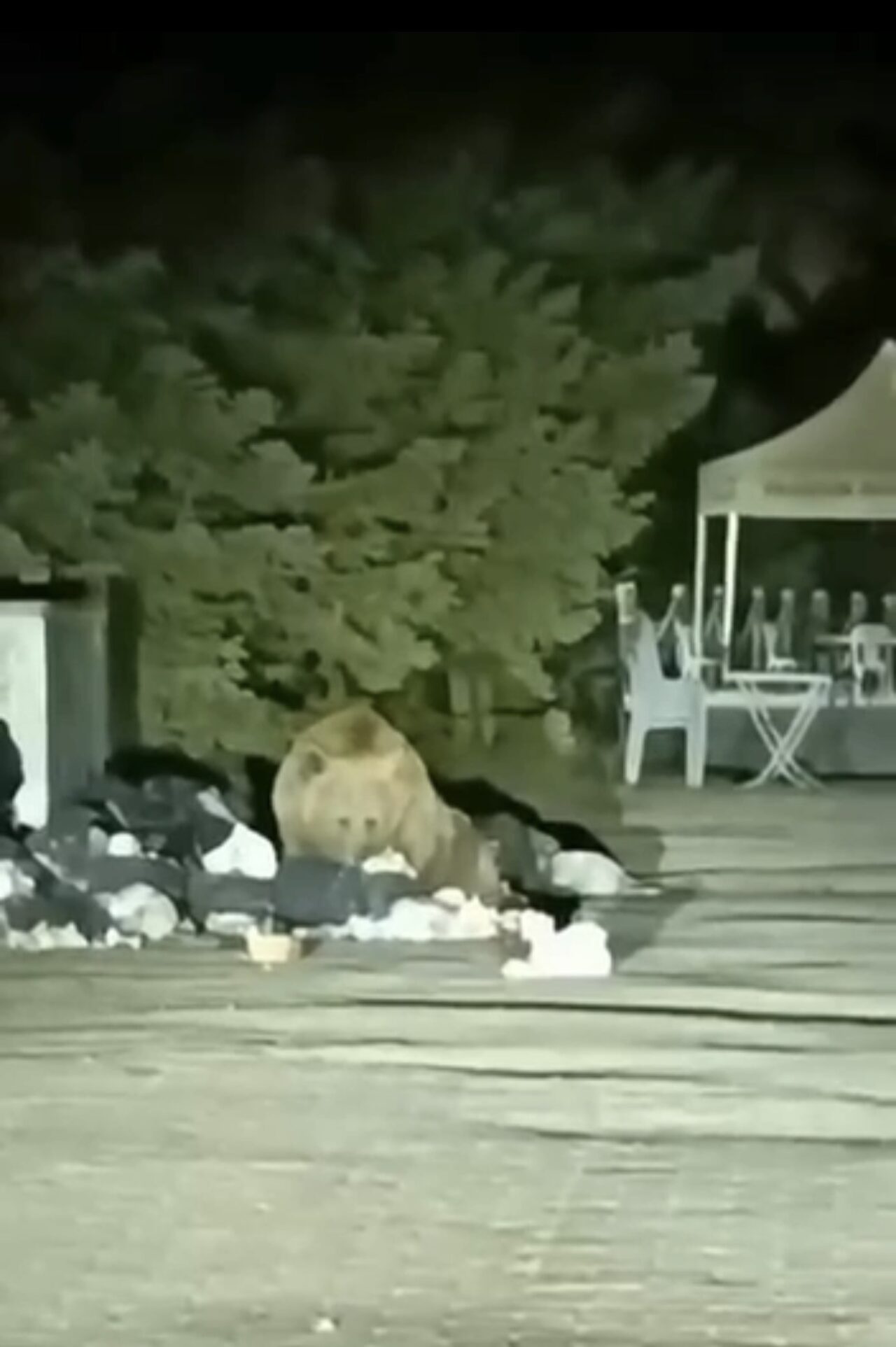 Uludağ’da Şaşırtan Görüntü! Ayı Çöp Konteynerini Böyle Karıştırdı 2 Bülten Medya -