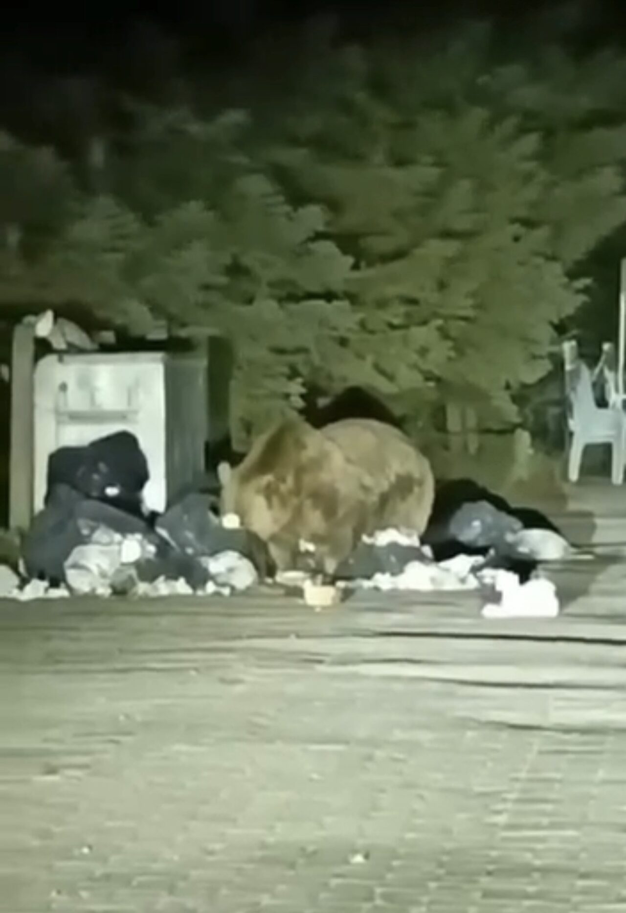 Uludağ’da Şaşırtan Görüntü! Ayı Çöp Konteynerini Böyle Karıştırdı 1 Bülten Medya -