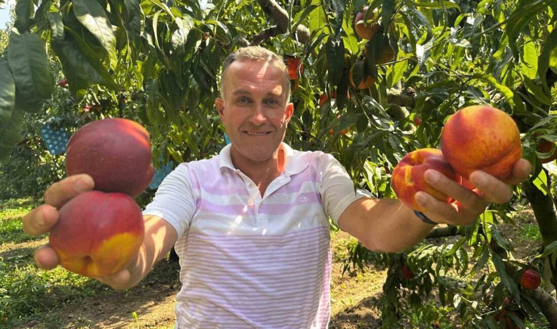 Ağustosta tarlada 10 liraya kadar düşmüştü, dalında 40 lirayı gördü Türkiye’nin şeftali ve nektarin üretiminde önde gelen merkezlerinden Bursa’nın Gürsu