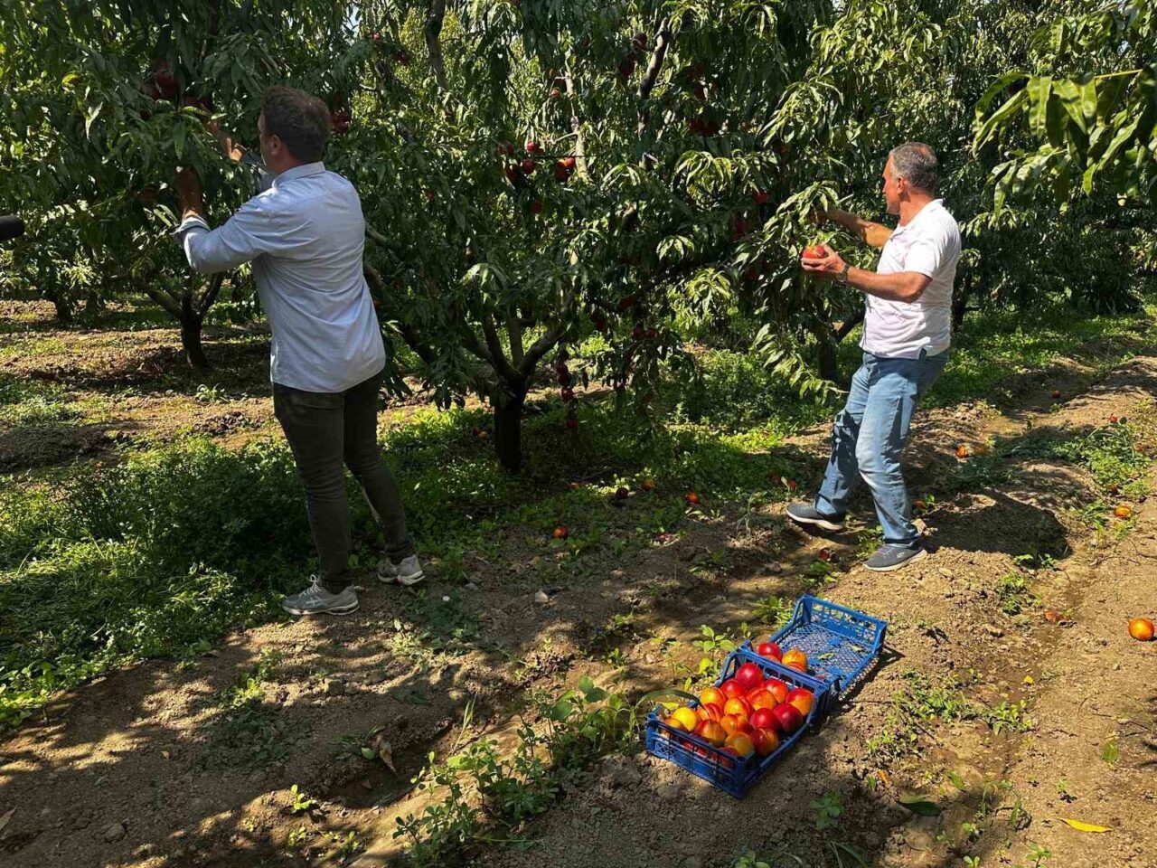 Ağustosta tarlada 10 liraya kadar düşmüştü, dalında 40 lirayı gördü 18 Bülten Medya -