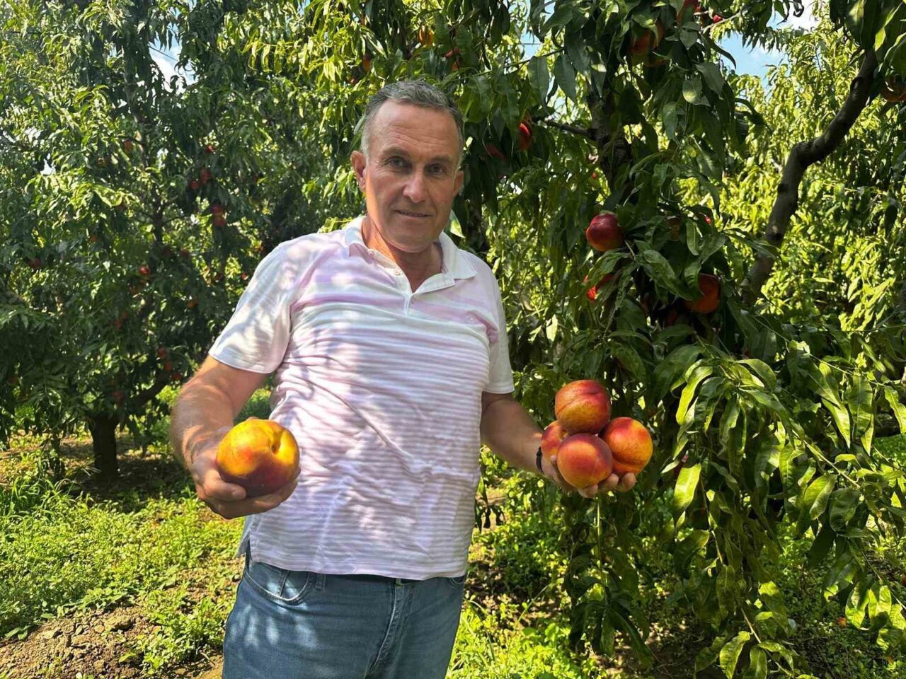 Ağustosta tarlada 10 liraya kadar düşmüştü, dalında 40 lirayı gördü 16 Bülten Medya -