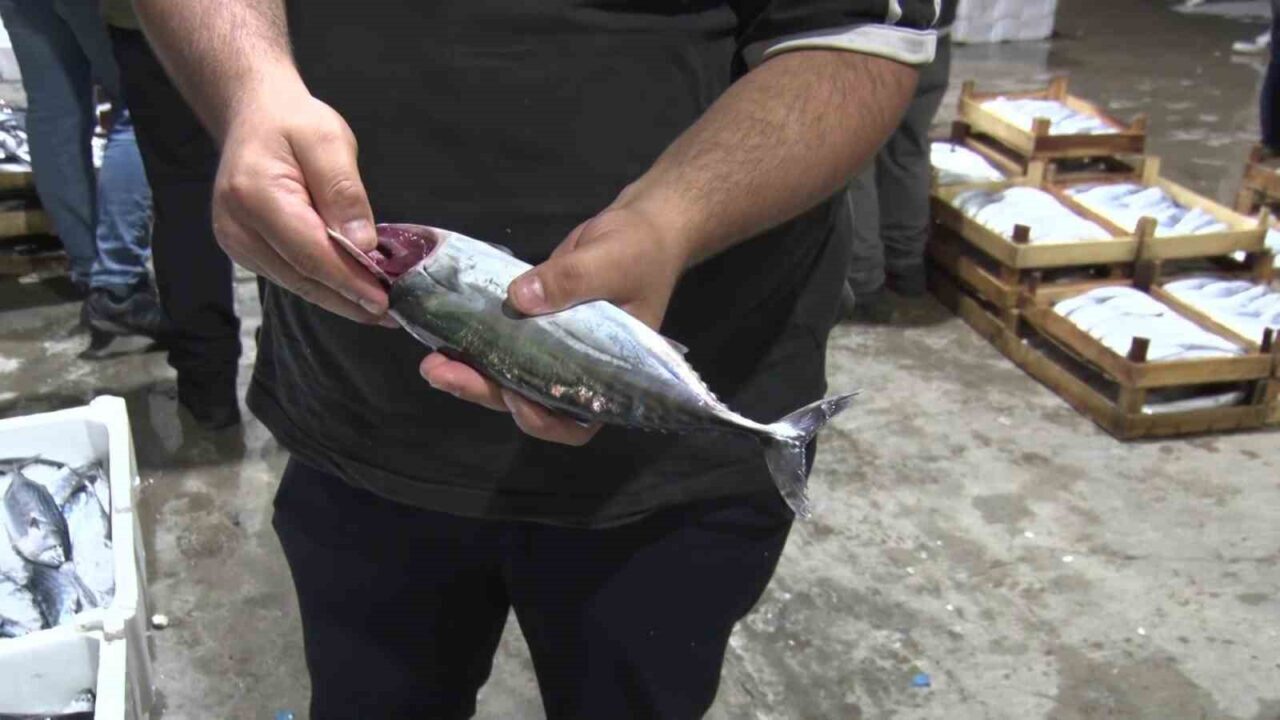 Av yasağının bitmesiyle İstanbul’da sezonun ilk balıkları bu gece avlandı 16 Bülten Medya -