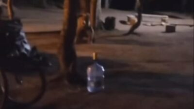  Uludağ'da çadır kuran ailenin yanına aç kalan ayı geldi