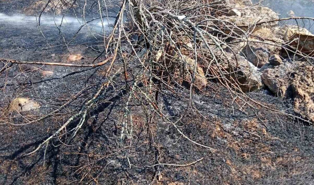 Bilecik’te köy yakınında ot yangını Bilecik’in Gölpazarı ilçesinde köy yakınında çıkan ot yangını söndürüldü. Yangın,