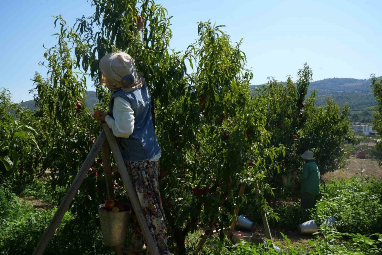 Bu nektarinin yüzde 70’i yurt dışına gidiyor 15 Bülten Medya -