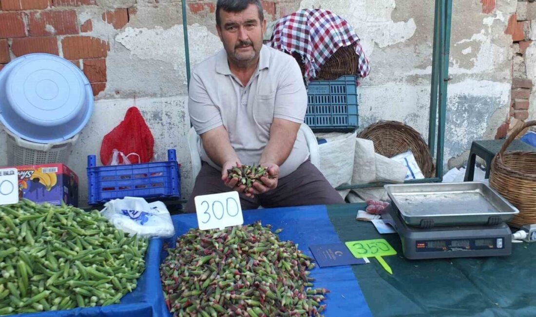 Burhaniye ilçesinde, bamya fiyatları tavan yaparken, fiyatlar üreticileri sevindirdi. 8