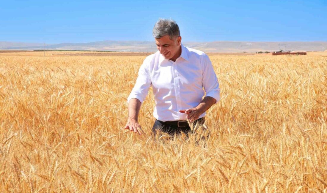 ETİ, kuraklığa dayanıklı Kanatlı Buğdayı’nın ilk tohumluk hasadını gerçekleştirdi 2004 yılında Eskişehir Geçit Kuşağı Tarımsal Araştırma Enstitüsü tarafından başlatılan