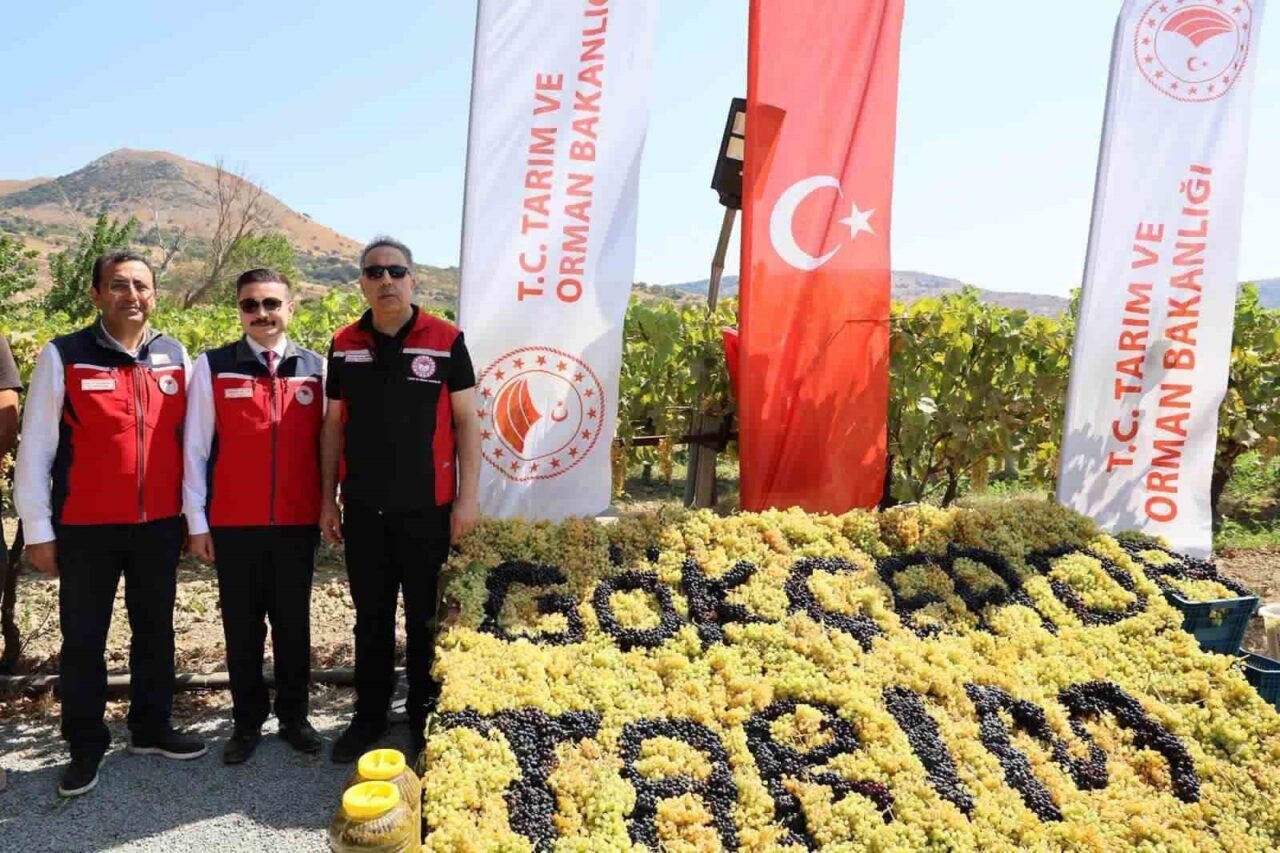 Gökçeada’da üzüm hasadı 21 Bülten Medya -
