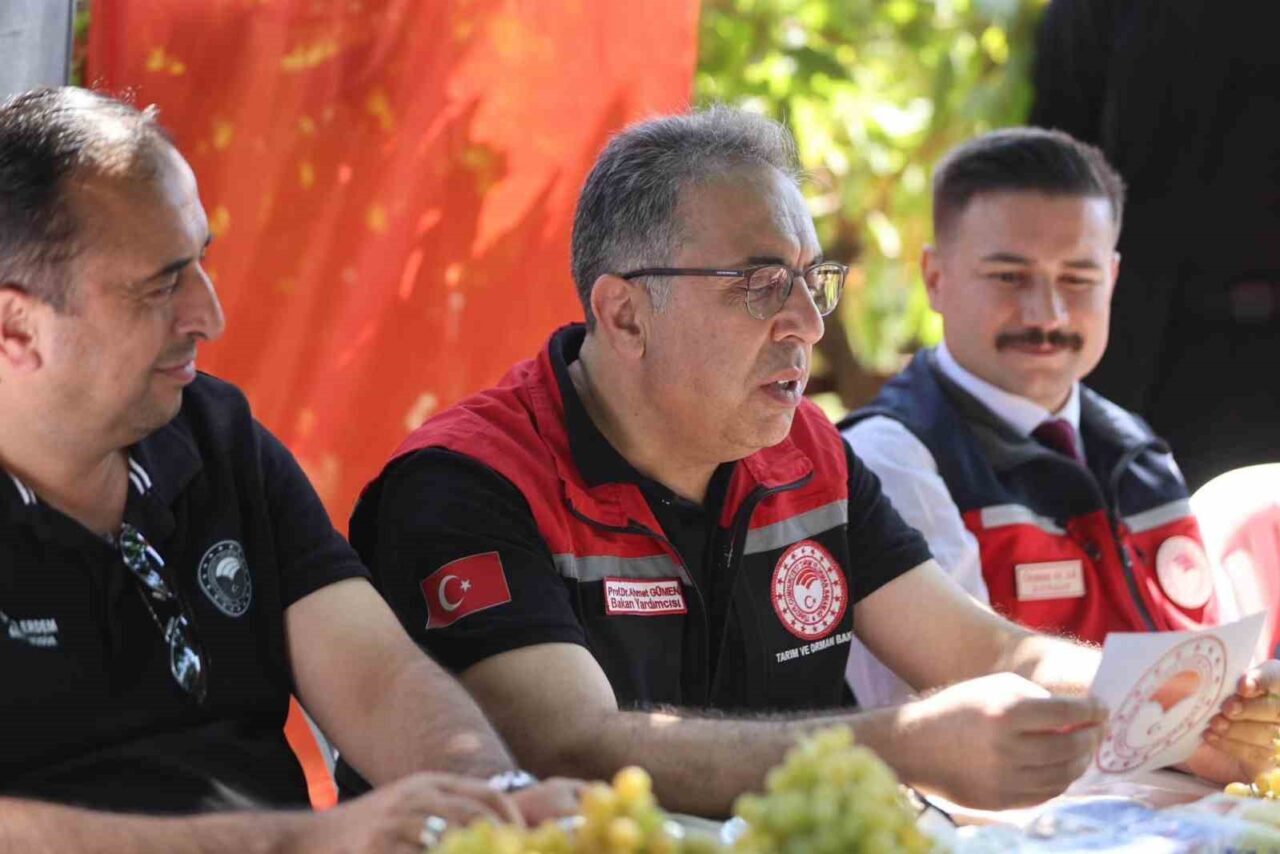 Gökçeada’da üzüm hasadı 19 Bülten Medya -