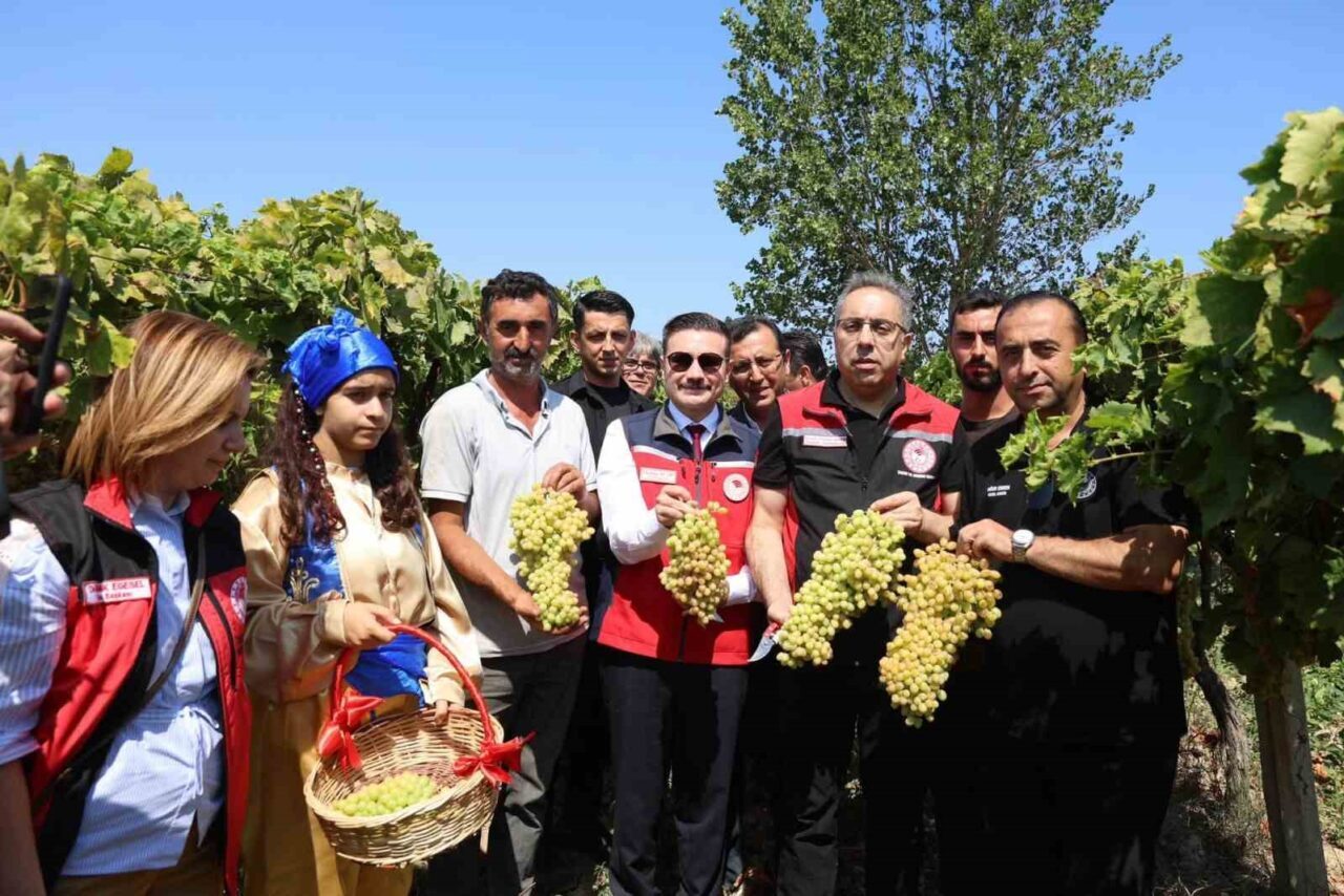 Gökçeada’da üzüm hasadı 23 Bülten Medya -