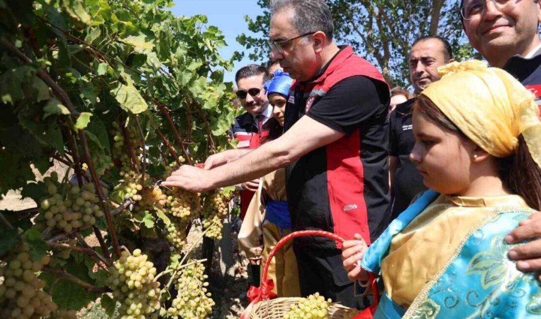 Gökçeada’da üzüm hasadı Tarım ve Orman Bakan Yardımcısı Prof. Dr. Ahmet Gümen, Çanakkale’nin