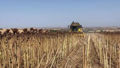 Tekirdağ’ın Hayrabolu ilçesinde ayçiçeği hasadı başladı. İlçe genelinde yaklaşık 344