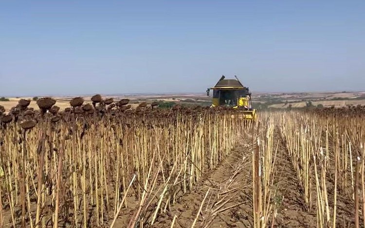 Hayrabolu’da ayçiçeği tarlalarında hasat zamanı Tekirdağ’ın Hayrabolu ilçesinde ayçiçeği hasadı başladı. İlçe genelinde yaklaşık 344