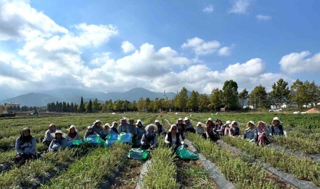 Kadın eliyle tarladan markaya: Emeğin hasadı Kocaeli’de tıbbi ve aromatik bitkilerin üretimine yönelik çalışmalar sürerken, kadınların