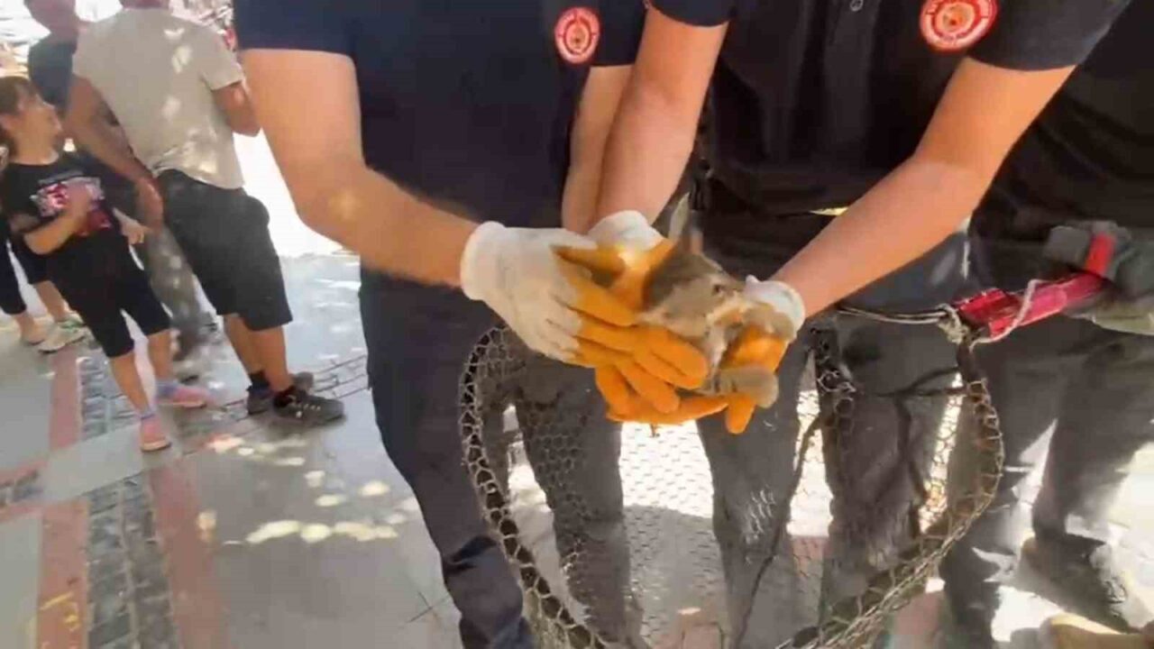 Kaputtan miyav sesi geldi, itfaiye ekipleri harekete geçti 19 Bülten Medya -