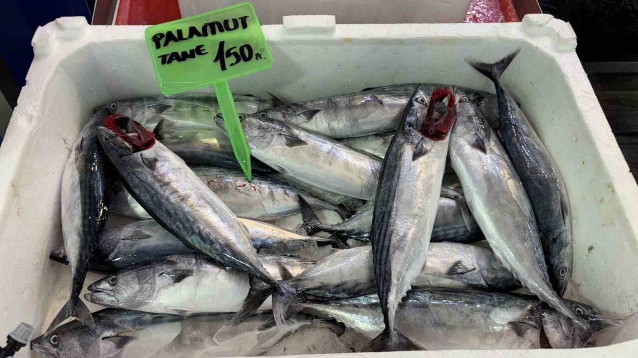Sezonun ilk palamutları tezgahta 31 Bülten Medya -