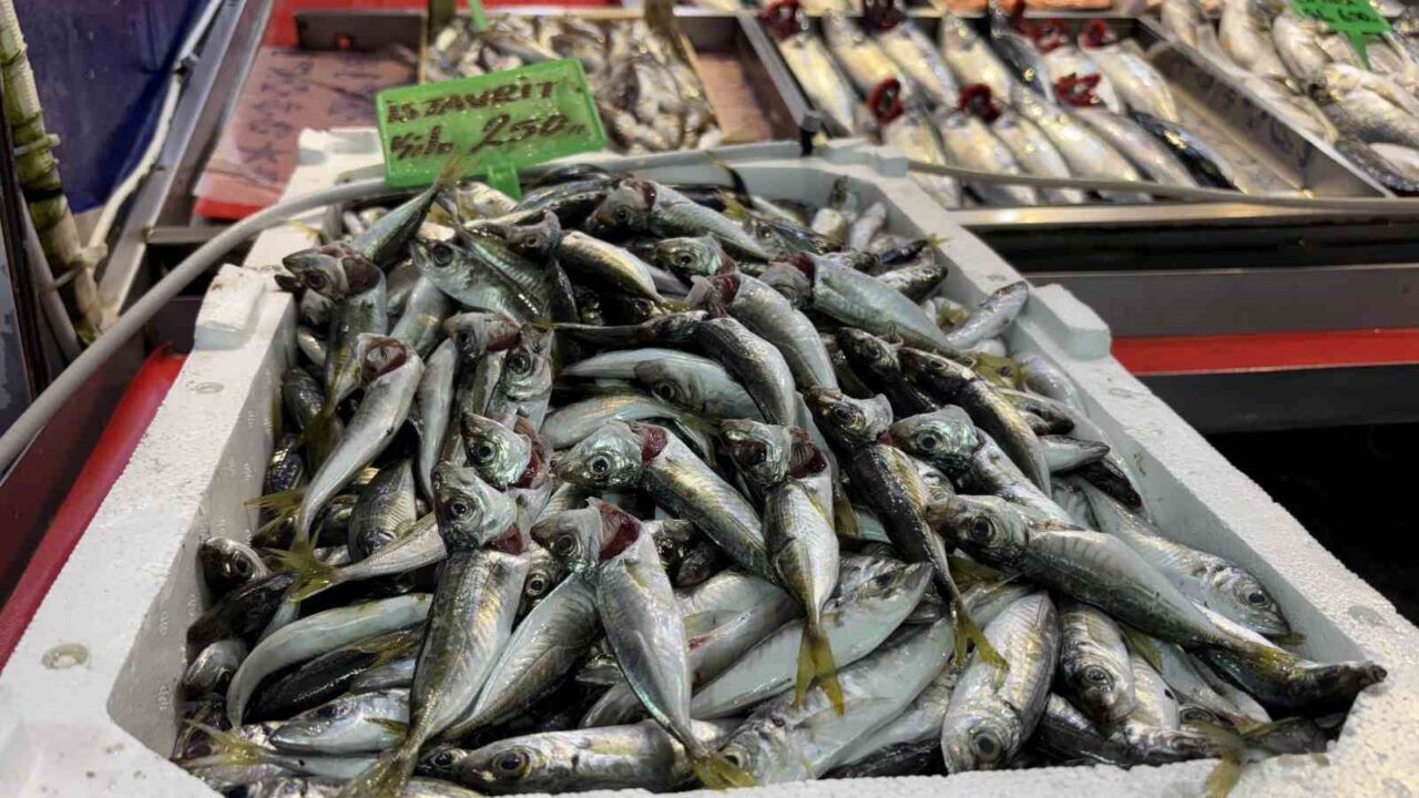 Sezonun ilk palamutları tezgahta 34 Bülten Medya -