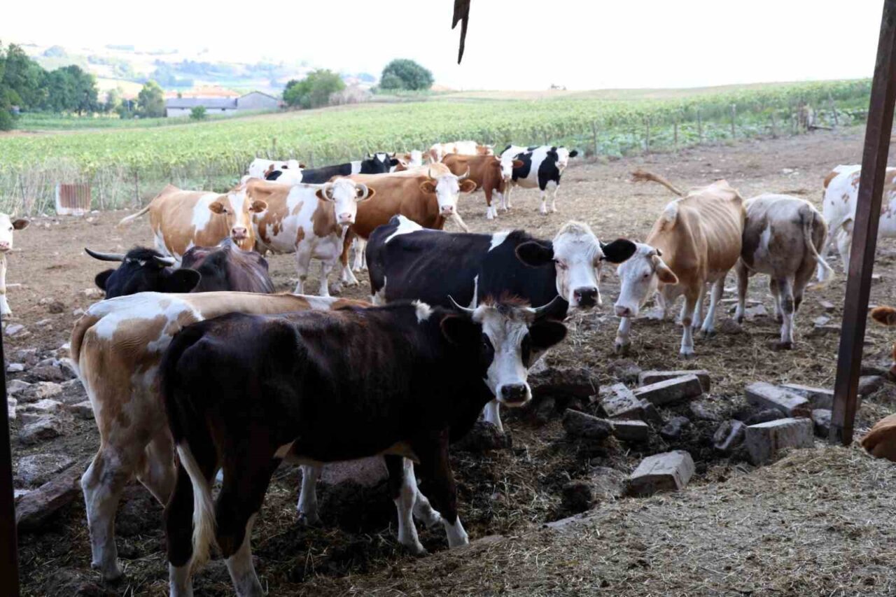 Soğutma tankları süt üreticisinin maliyetini düşürdü 19 Bülten Medya -