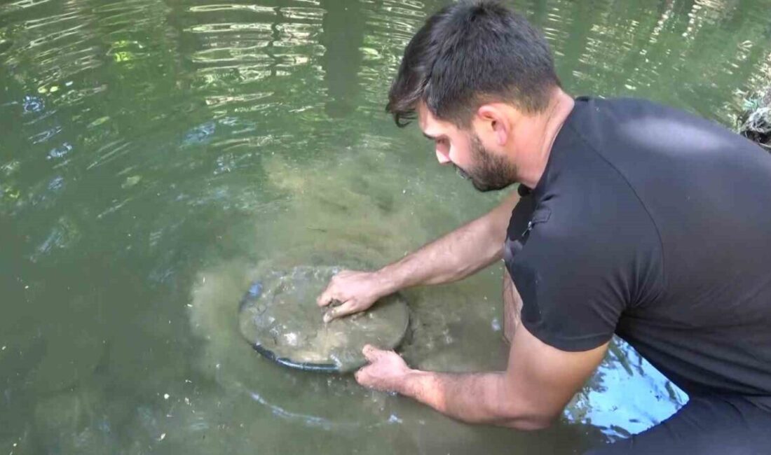 Türkiye’de altın çok arayan yok…Derelerde her gün 5 gram altın çıkarıyorlar Bursa’da çocukluk merakıyla başladığı doğada altın arama işini profesyonel mesleğe