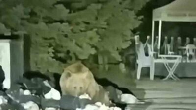 Bursa Uludağ’da yiyecek arayan ayı, Sarıalan’da işletmelerin bulunduğu bölgeye indi.