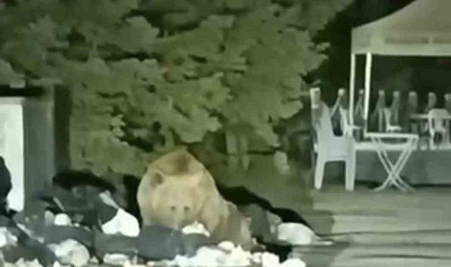 Bursa Uludağ’da yiyecek arayan ayı, Sarıalan’da işletmelerin bulunduğu bölgeye indi.