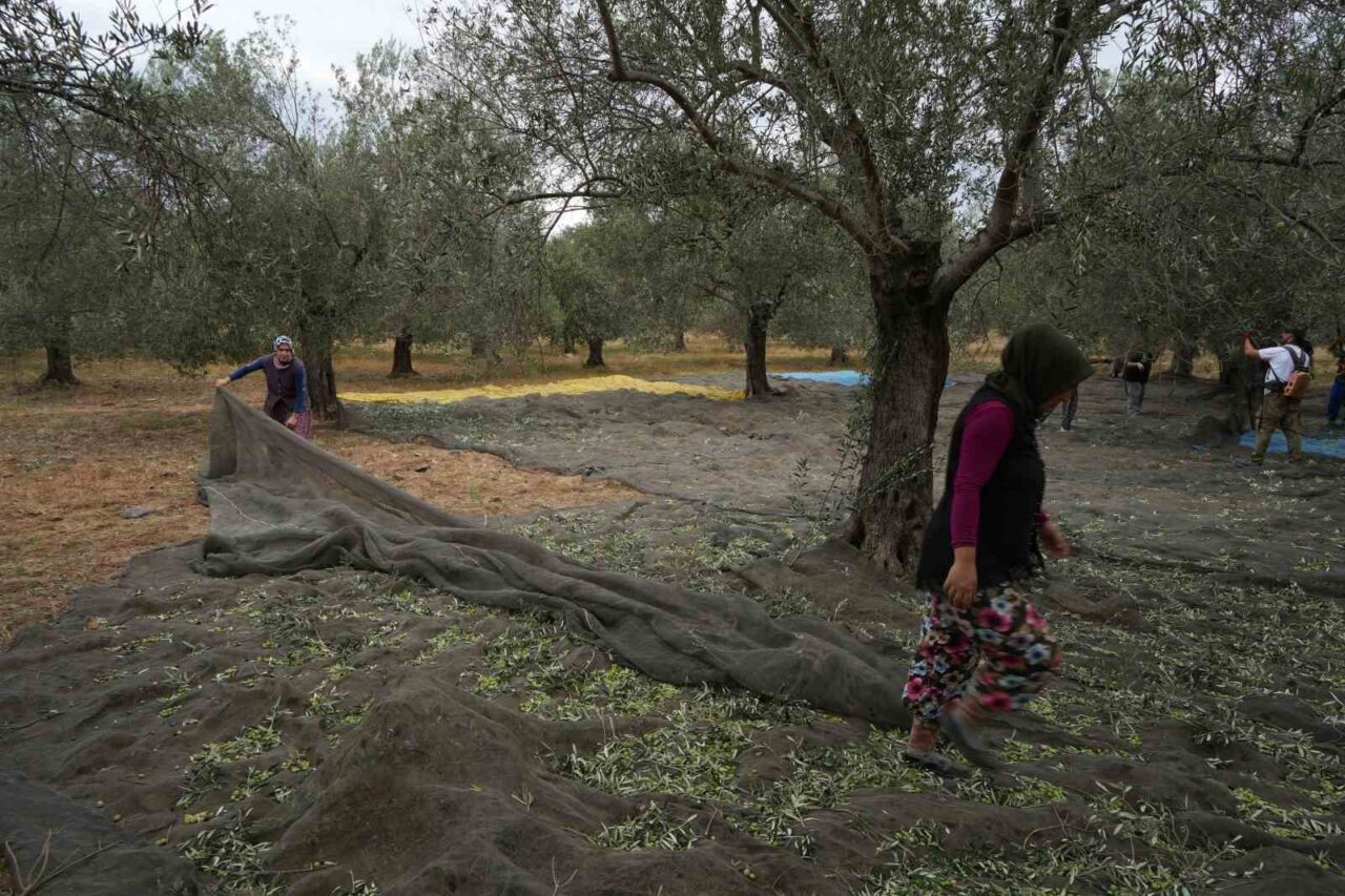 Ziraat Odası Başkanı Diker: "Tağşişli zeytinyağı fiyatları hakiki zeytinyağını geçti" 16 Bülten Medya -