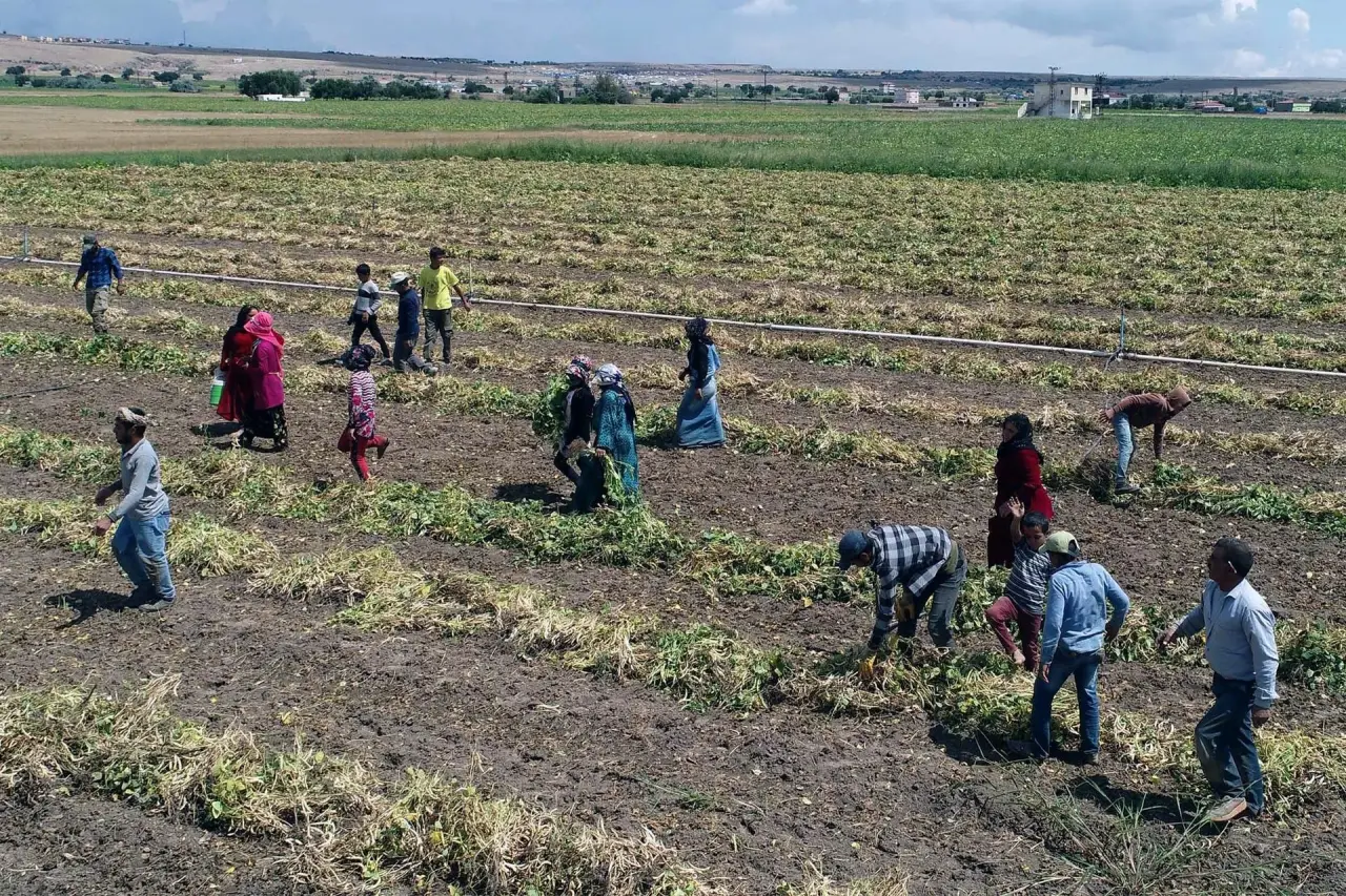 Yalnız İncir, zeytin ve üzüm mü? 4 Bülten Medya -