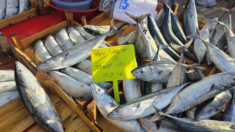 Bandırma’da palamut 100 liraya düştü 2 Bülten Medya -