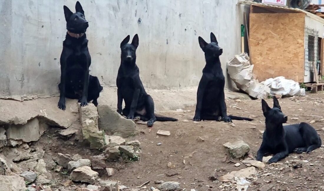 Bursa’nın Yıldırım ilçesinde bir köpek çiftliğinden yayıldığı öne sürülen kötü