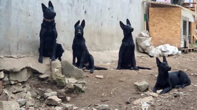 Bursa’nın Yıldırım ilçesinde bir köpek çiftliğinden yayıldığı öne sürülen kötü
