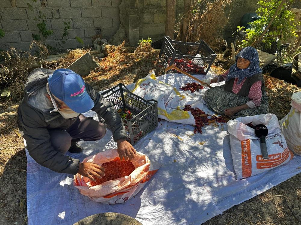 90 yaşında evlat mesaisi: Acı biberin başında 11 saat 1 Bülten Medya -
