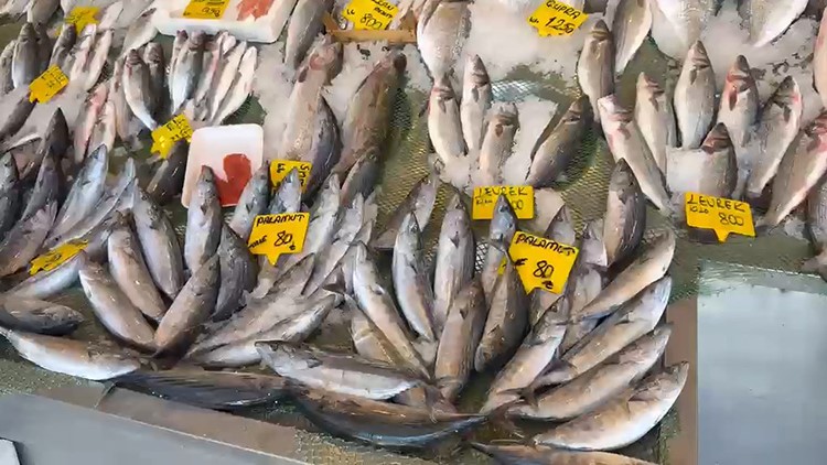 Palamutta 25 yıl önceki bolluk: Balıkçı Kenan’dan çağrı Türkiye Deniz Canlıları Müzesi Kurucusu ve balıkçı Kenan Balcı, denizlerde