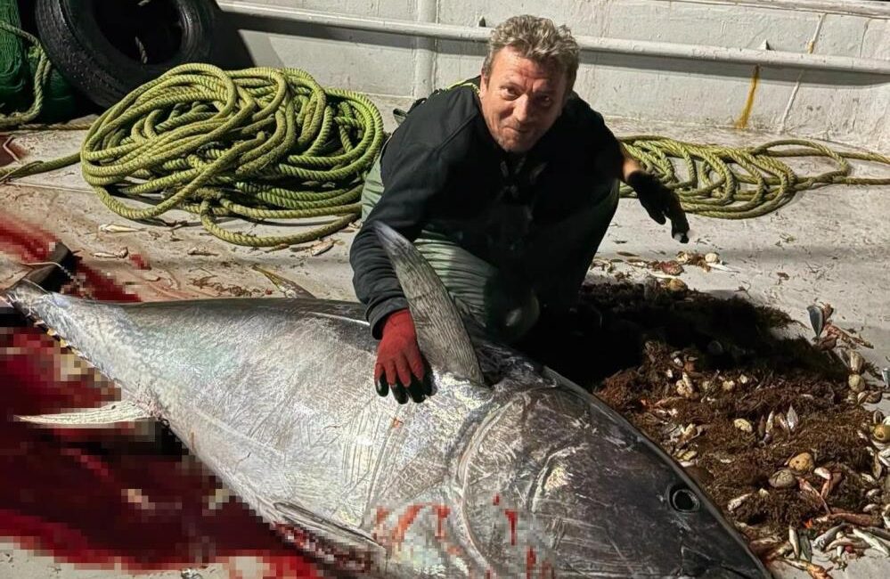 Edirne’nin Enez ilçesinde Saros Körfezi’ne açılan balıkçılar, 2 metre uzunluğunda