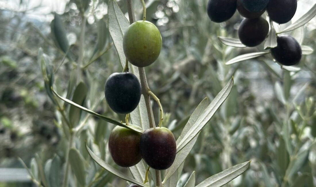 Bursa’da zeytin bereketi: 290 bin tonluk rekolte beklentisi Bursa’da bu sezon 165 bin ton sofralık, 125 bin ton
