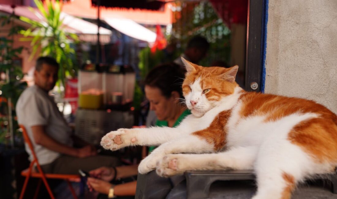 Bursa Fotoğraf ve Sinema Amatörleri Derneği (BUFSAD) tarafından hayata geçirilen